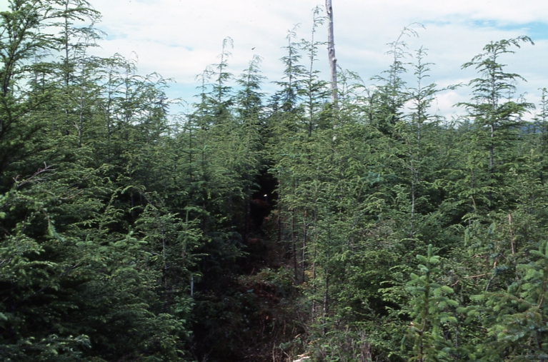 Plot 245 2-1; Totem bay