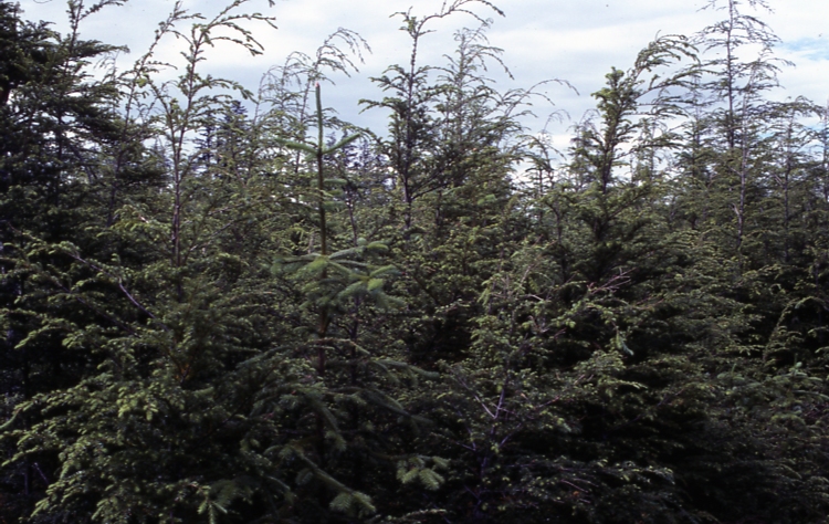 Plot 245 2-45deg; Totem bay