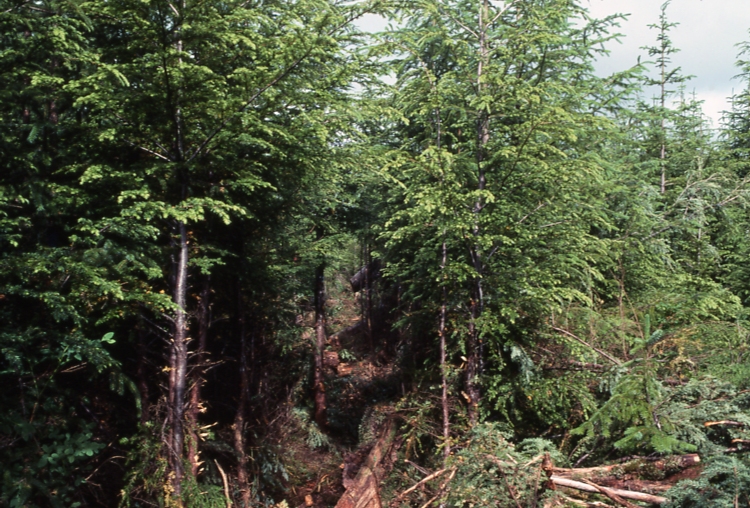 Plot 245 3-2; Totem bay