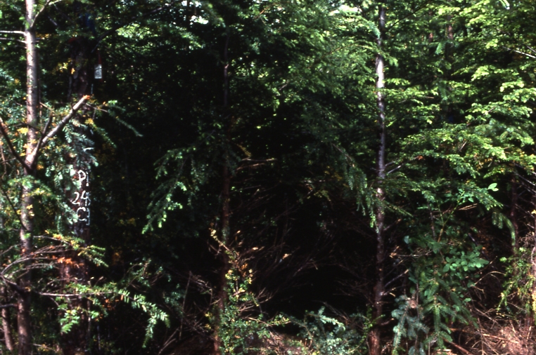 Plot 245 3-45 deg; Totem bay