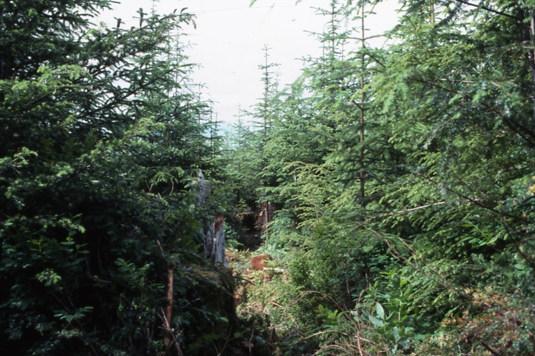 Plot 245 3-4; Totem bay