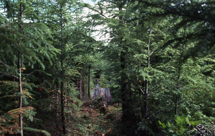 Plot 245 4-3; Totem bay