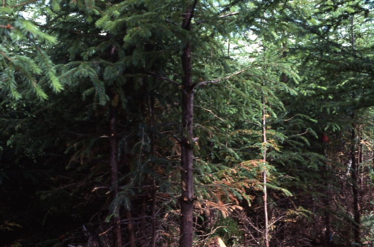 Plot 245 4-45deg; Totem bay