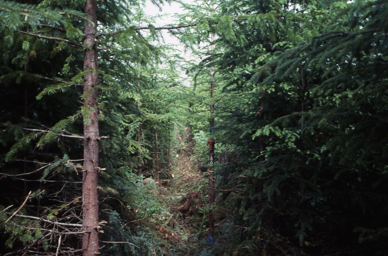 Plot 245 4-1; Totem bay