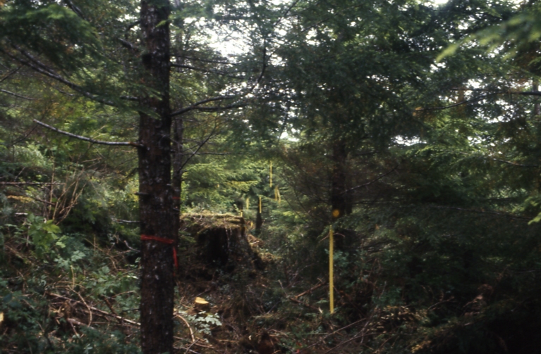 Salamander lake 63-415 2-1 7/91; Salamander lake