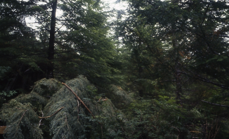 Salamander lake 63-415 2-45deg 7/91; Salamander lake