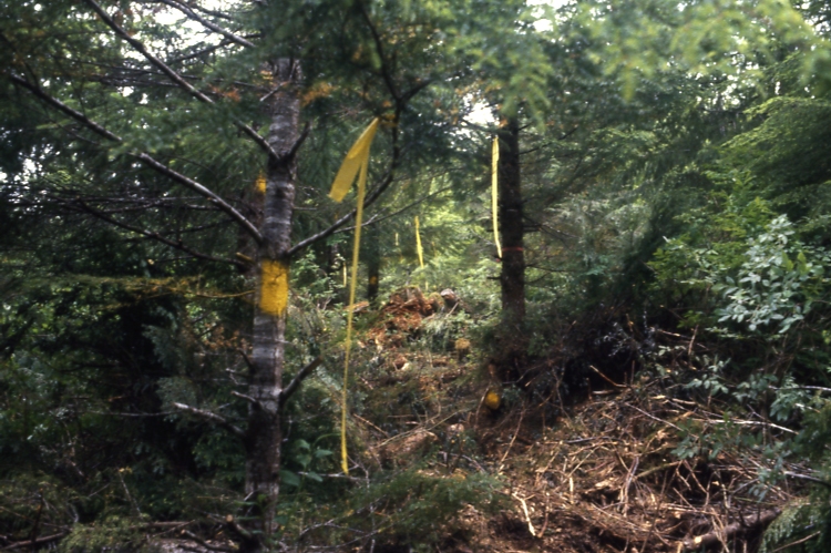 Salamander lake 63-415 2-3 7/91; Salamander lake