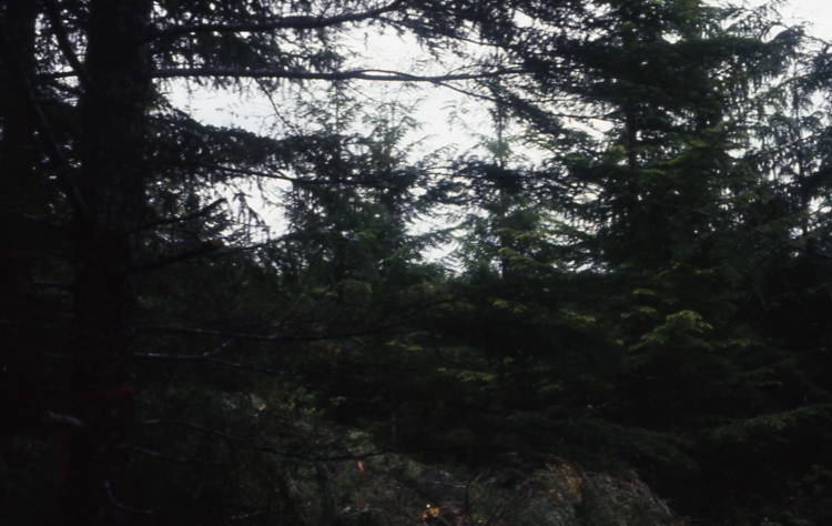 Salamander lake 63-415 3 -45deg 7/91; Salamander lake