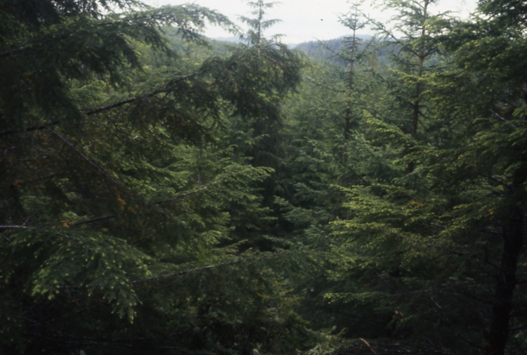 Salamander lake 63-415 4-45deg 7/91; Salamander lake