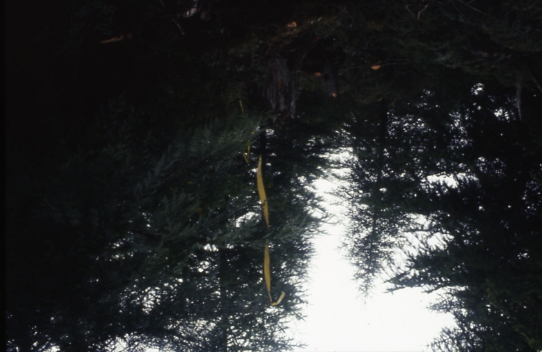 Salamander lake 63-415 1-4 7/91; Salamander lake