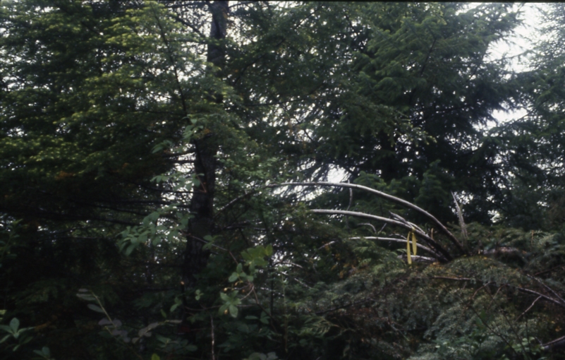 Salamander lake 63-415 1-45deg 7/91; Salamander lake