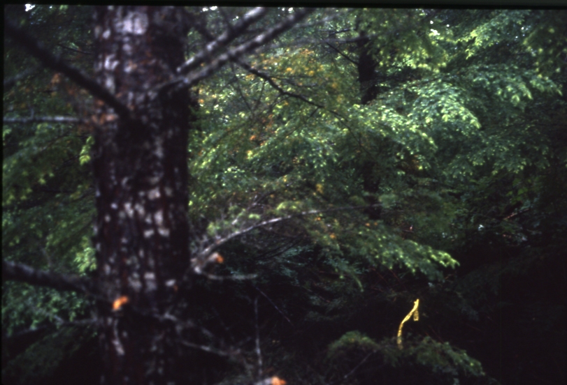 Salamander lake 65 2-45deg 7/91; Salamander lake