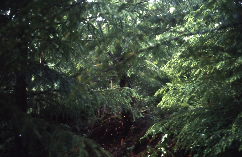 Salamander lake 65 2-3 7/91; Salamander lake