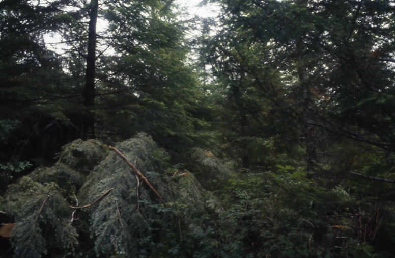 Salamander lake 65 3 -45deg 7/91; Salamander lake