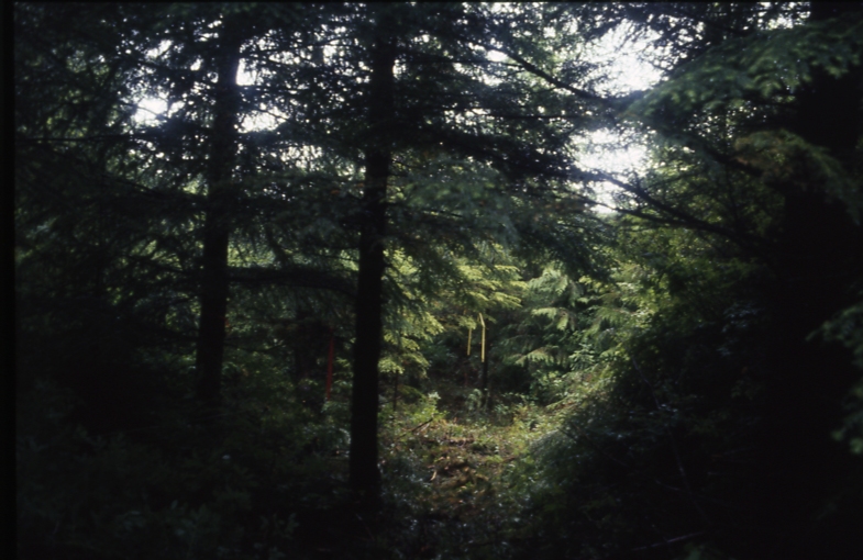 Salamander lake 65 3 -4 7/91; Salamander lake