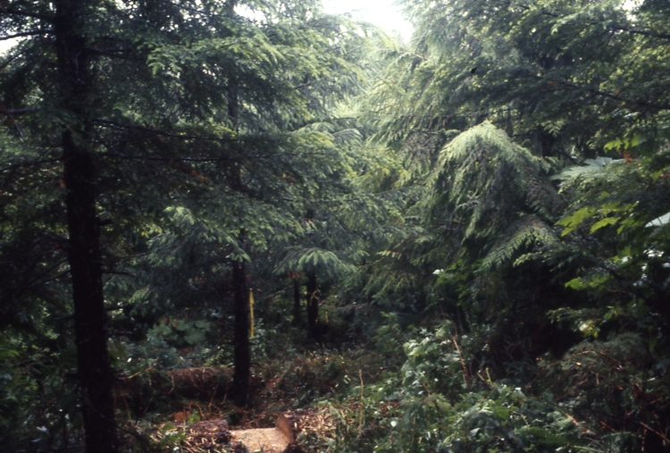 Salamander lake 65 4-1 7/91; Salamander lake