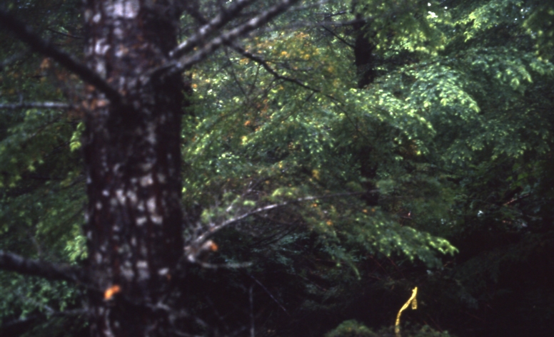 Salamander lake 65 2-45deg 7/91; Salamander lake