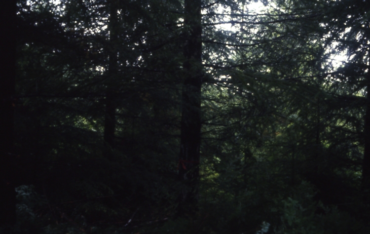 Salamander lake 65 4-45deg 7/91; Salamander lake