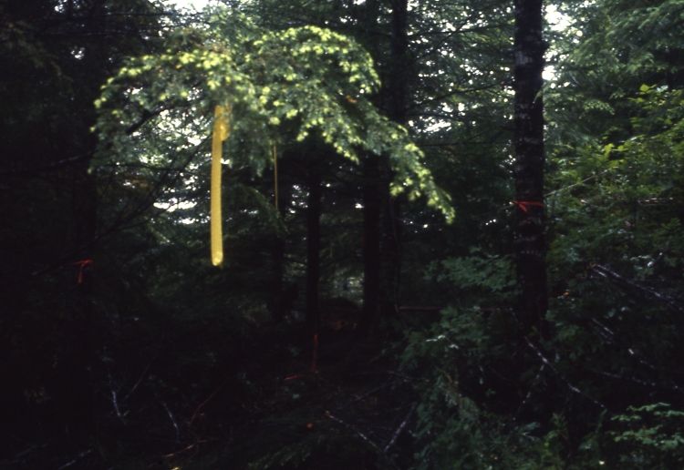 Salamander lake 65 1-2 7/91; Salamander lake