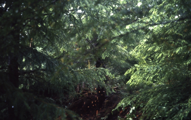 Salamander lake 65 2-3 7/91; Salamander lake