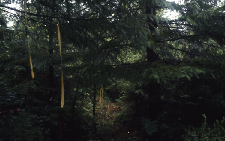 Salamander lake 65 4-3 7/91; Salamander lake