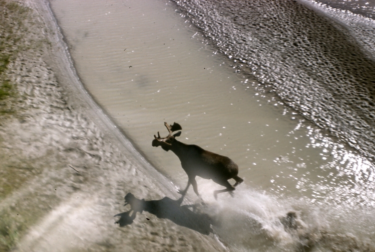 Bull Moose along the Yukon