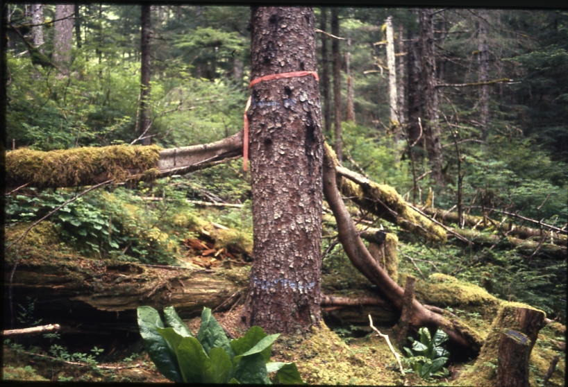 Spruce with high roots June 88