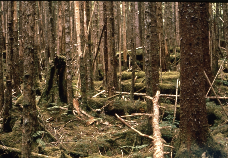 70 year old stand Kosciusko Is