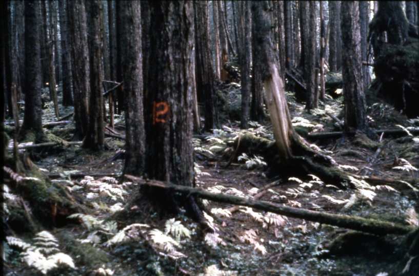 Kuiu Dump  Second Growth Management Program (SGMP) project ; Rowan Bay Probably 1980s