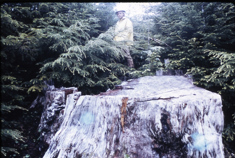 Plot 4 cape pole Mike McComb on top of 10' stump; Cape pole