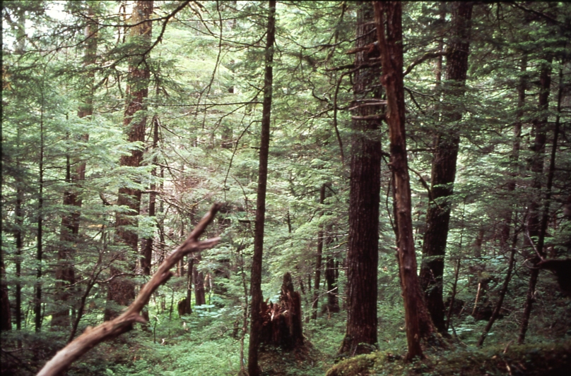 Alvin Bay plot 6 old growth