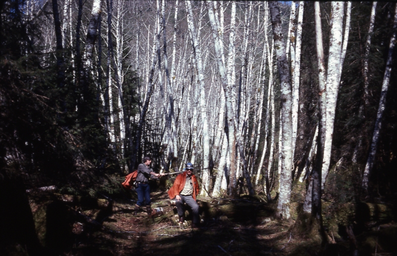 Alder in skid road Whitewater Bay 5/77