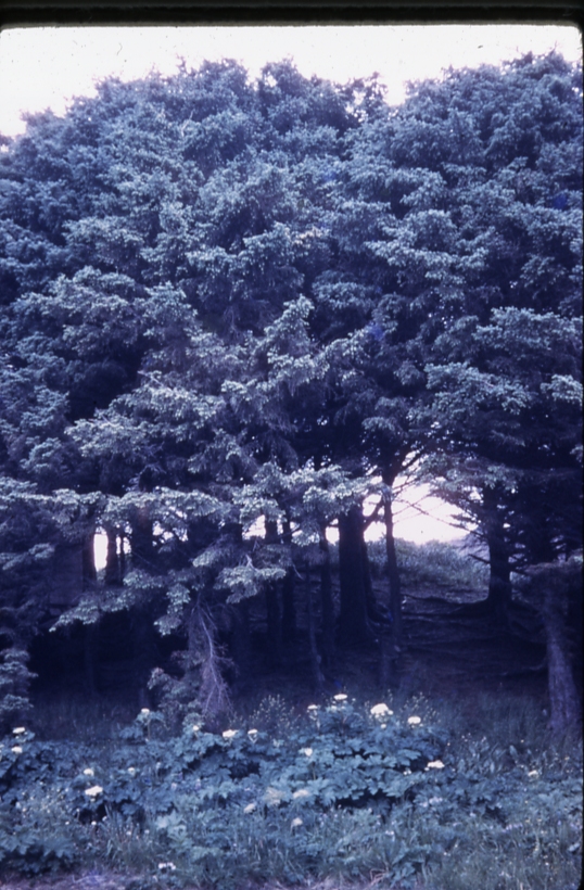 Exped isl 6/44 (expedition island UnAlaska bay); Aleutians tree planting project Exped isl 6/44 (expedition island UnAlaska bay); Aleutians tree planting project