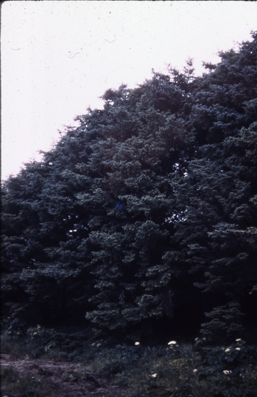 Exped isl 6/44 (expedition island UnAlaska bay); Aleutians tree planting project Exped isl 6/44 (expedition island UnAlaska bay); Aleutians tree planting project