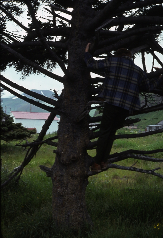 UnAlaska spruce 8/75; Aleutians tree planting project