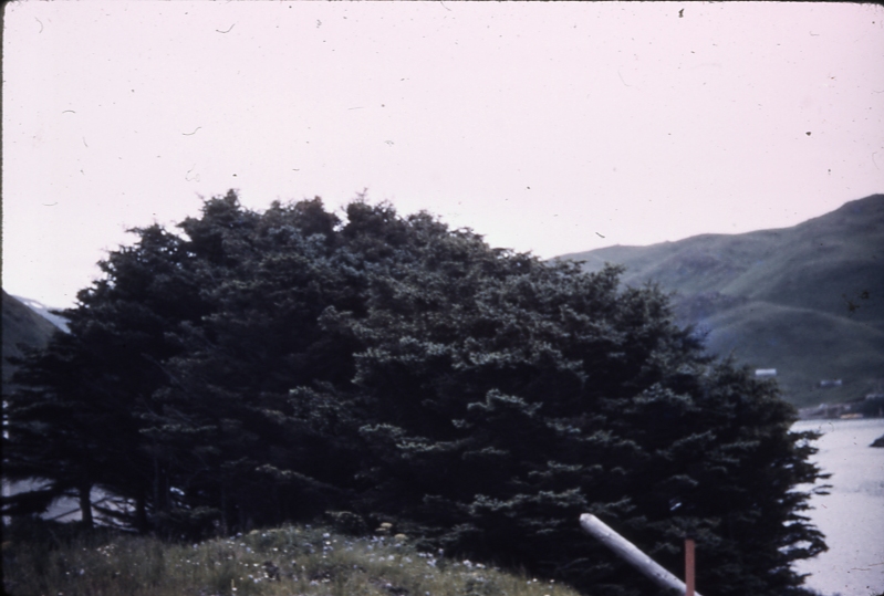 Exped isl 6/44 (expedition island UnAlaska bay); Aleutians tree planting project Exped isl 6/44 (expedition island UnAlaska bay); Aleutians tree planting project