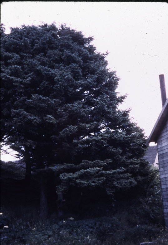 UnAlaska spruce 8/75; Aleutians tree planting project