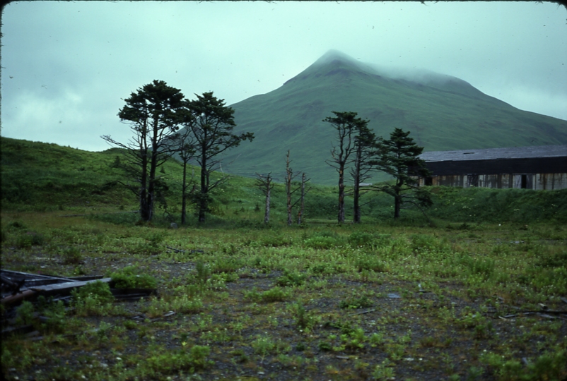 UnAlaska spruce 8/75; Aleutians tree planting project