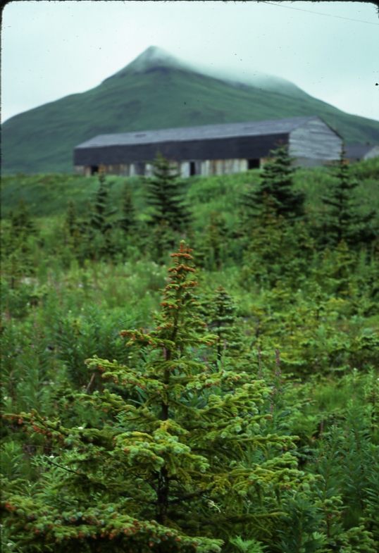 UnAlaska spruce 8/75; Aleutians tree planting project
