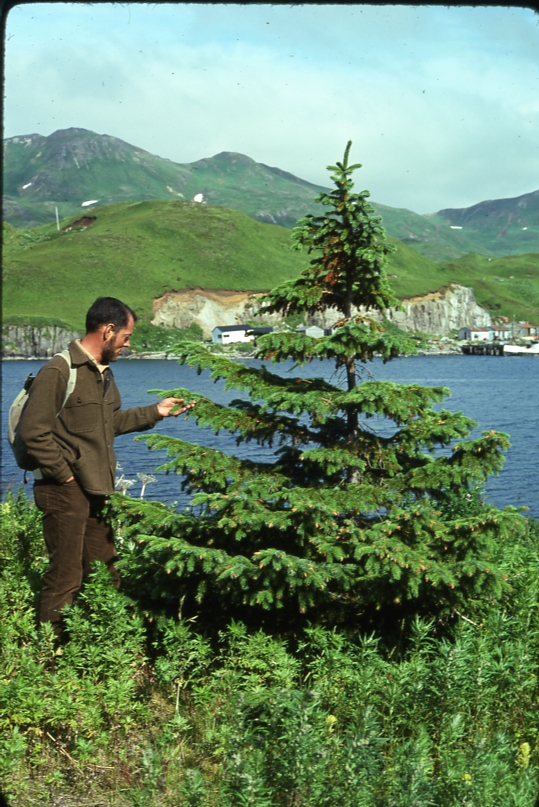 UnAlaska spruce 8/75; Aleutians tree planting project