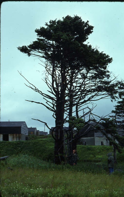 UnAlaska spruce 8/75; Aleutians tree planting project