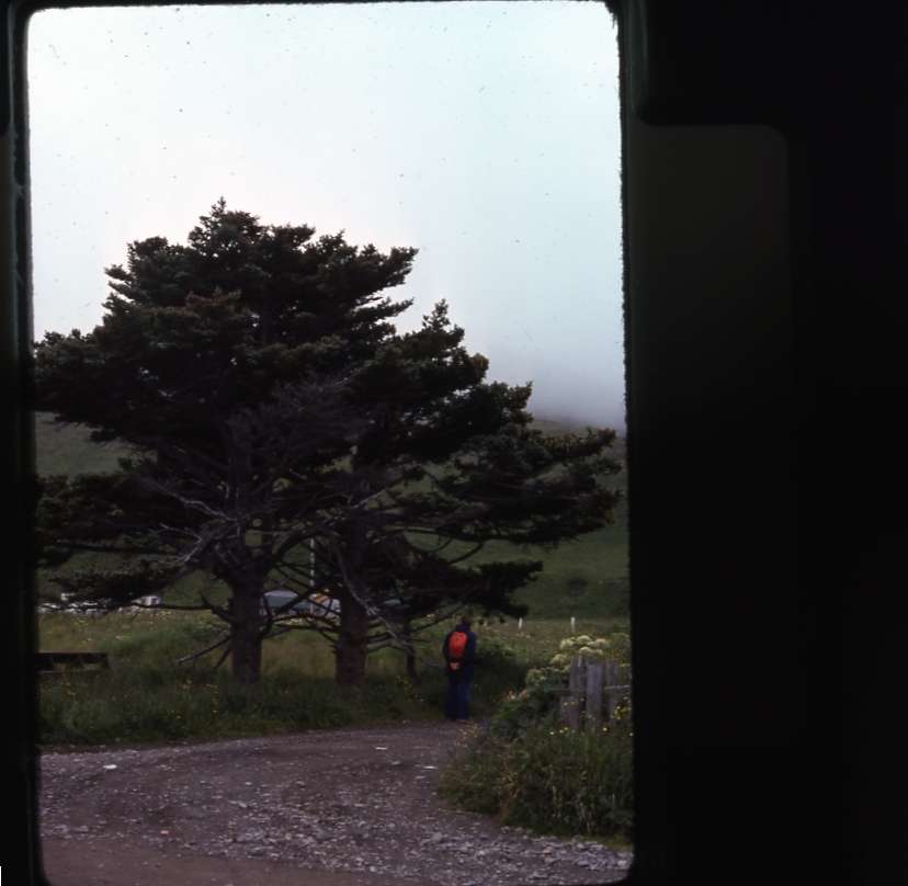 UnAlaska spruce 8/75; Aleutians tree planting project