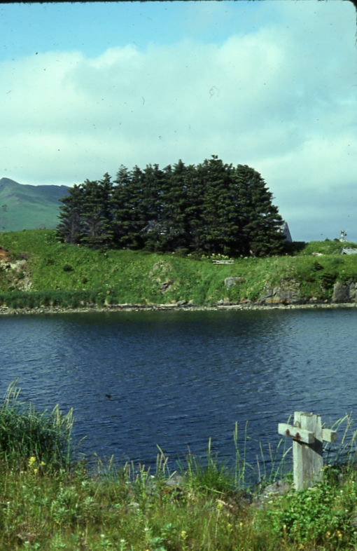 UnAlaska spruce 8/75; Aleutians tree planting project