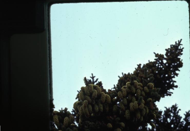 UnAlaska spruce 8/75; Aleutians tree planting project
