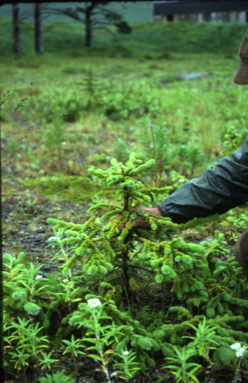 UnAlaska spruce 8/75; Aleutians tree planting project