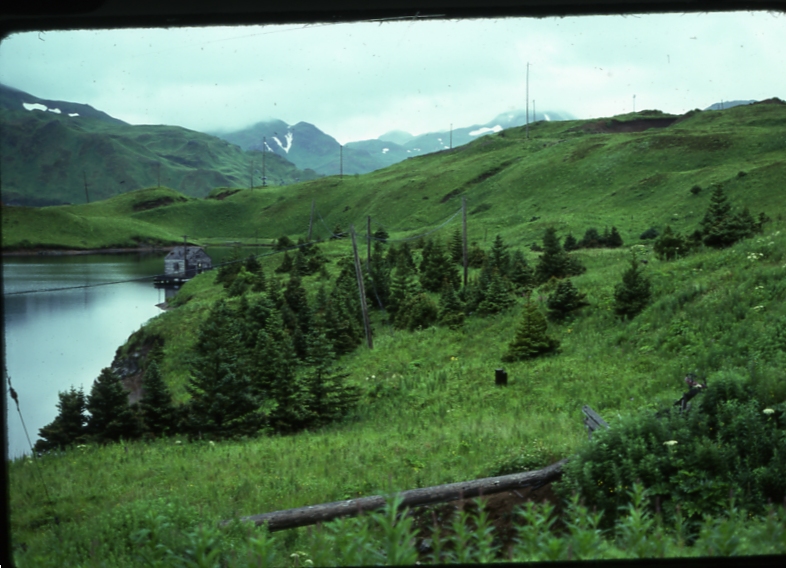 UnAlaska spruce 8/75; Aleutians tree planting project