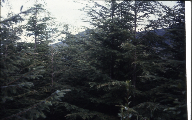 Cave Creek plot 220 shot overlooking control plot 220; Cave creek Cave Creek plot 220 shot overlooking control plot 220; Cave creek
