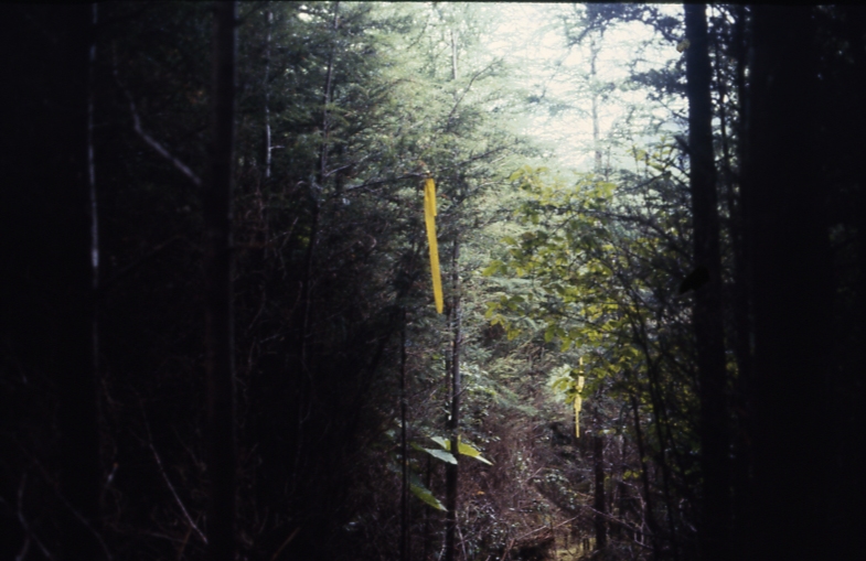 Cave Creek plot 220 control plot 2-1; Cave creek Cave Creek plot 220 control plot 2-1; Cave creek