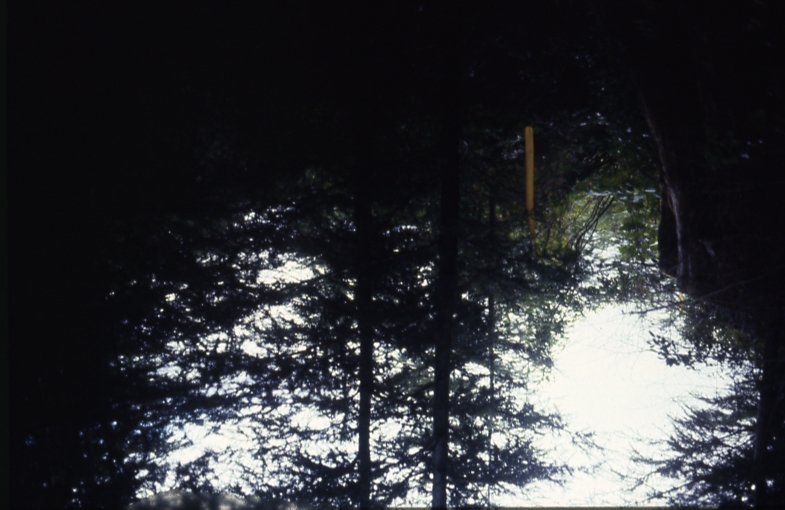 Cave Creek plot 220 control plot 2-3; Cave creek Cave Creek plot 220 control plot 2-3; Cave creek