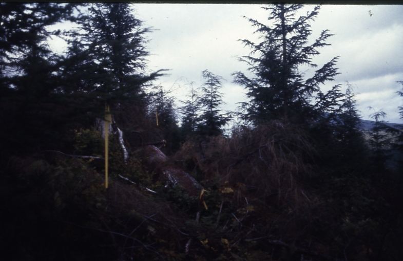 Cave Creek plot 222 1-4; Cave creek Cave Creek plot 222 1-4; Cave creek